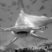 shark_hammerhead_scalloped_ci_h_0053_cr_bw.jpg